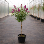 Budleja Dávidova (Buddleja Davidii) ´PRINCE CHARMING´ - výška 50-80 cm, kont. C7L - NA KMIENKU